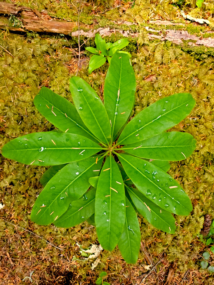 Forest Plant Photography Art | InYourBackyard