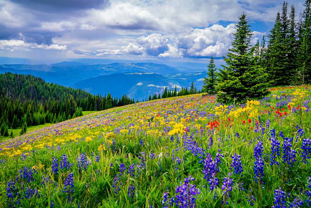 Wildflowers on Tod Mountain in the Okanagen Region of British Columbia