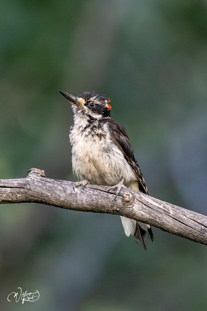 Young Downy Woodpecker Portrait | Wildlife Photography by William Reed