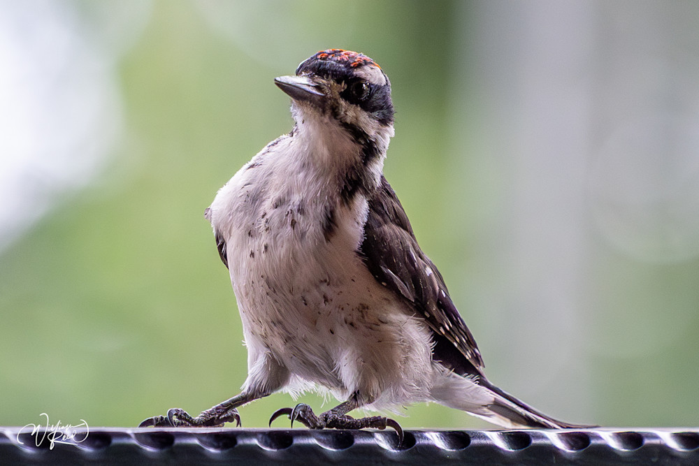 Curious Young Downy Woodpecker | Wildlife Photography by William Reed