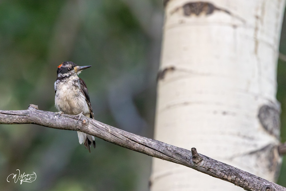 Young Downy Woodpecker in Aspen Grove | Wildlife Photography by William Reed