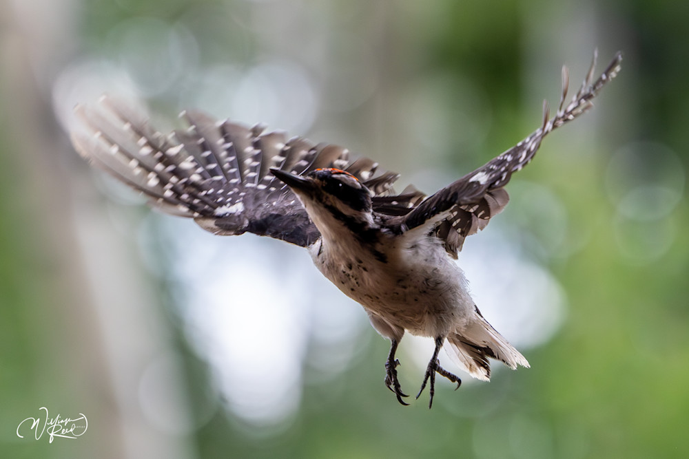 Downy Woodpecker in Flight | Wildlife Photography by William Reed