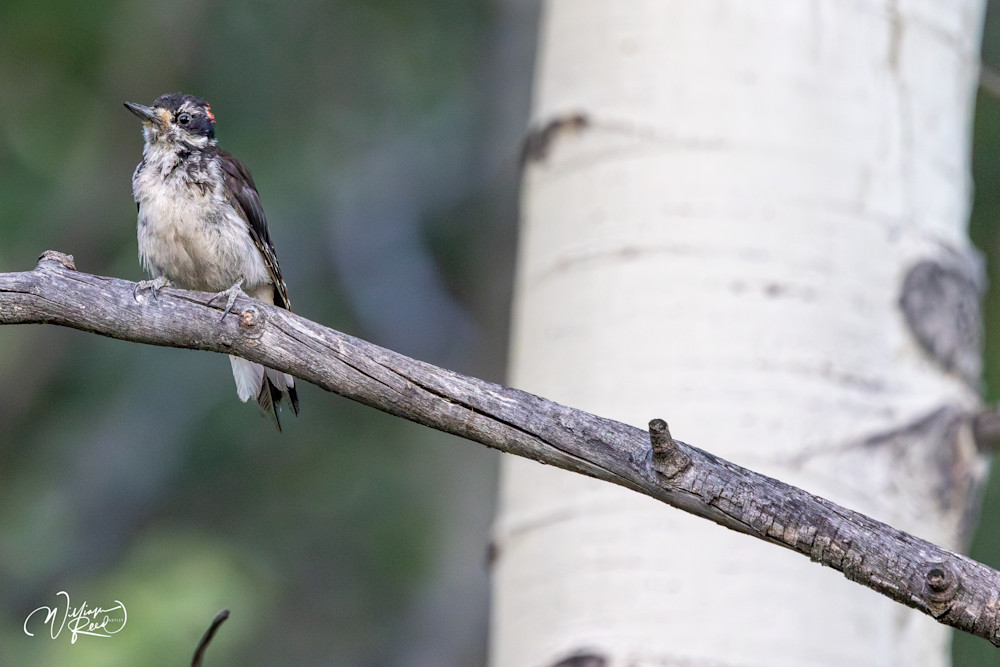 Young Downy Woodpecker in Aspen Forest | Wildlife Photography by William Reed