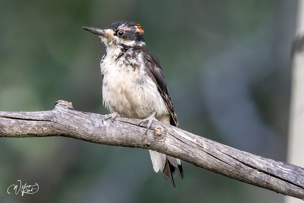 Young Downy Woodpecker on Aspen Branch | Wildlife Photography by William Reed