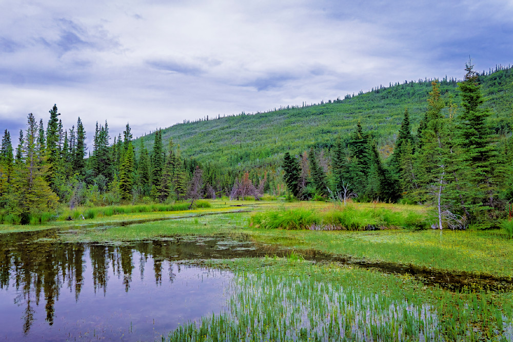 Spruce And Stillness Photography Art | David Plant Photography