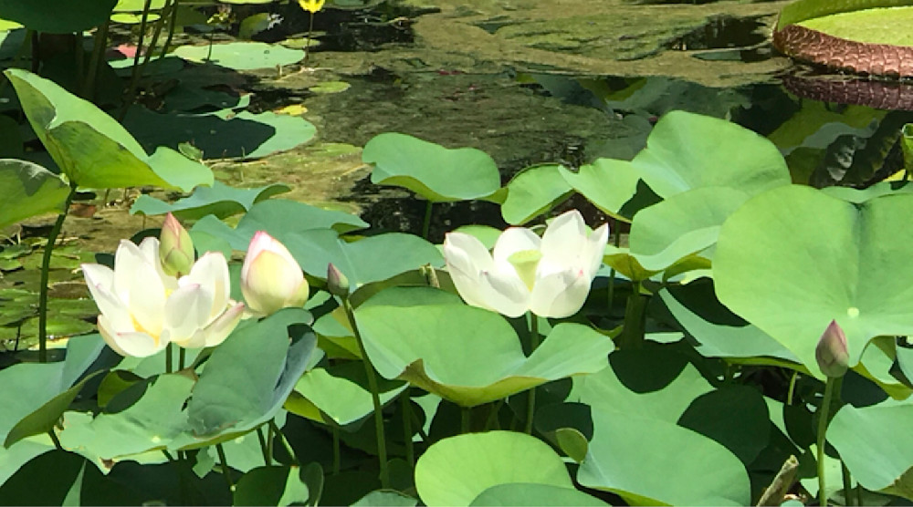 Posh Lotus Photography Art | Leilani Cyphers Photography