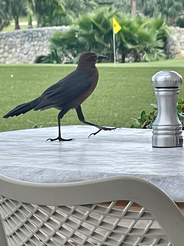 Posh Salty Rogue Photography Art | Leilani Cyphers Photography