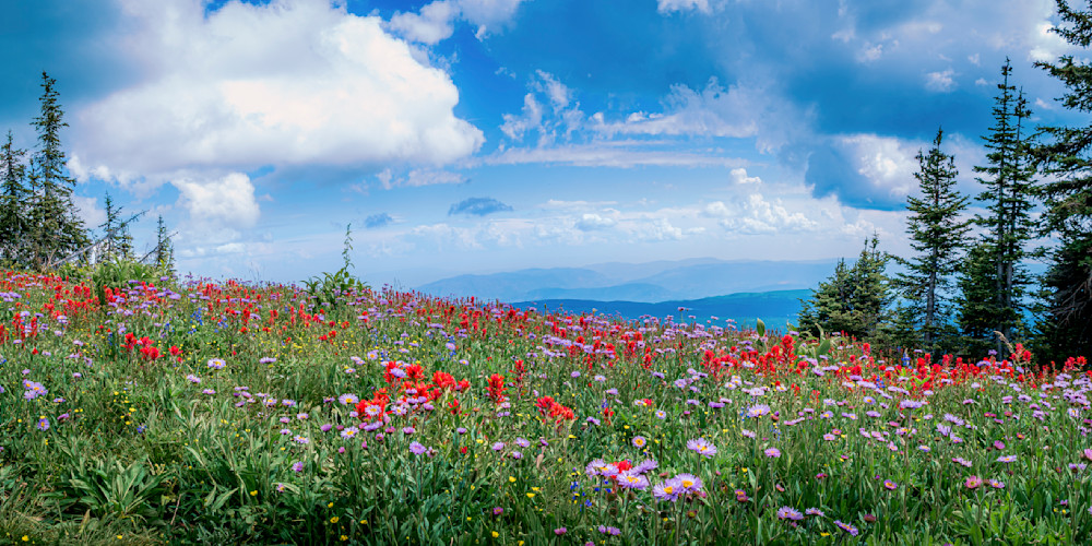 Panorama of Wildflowers on Tod Mountain British Columbia