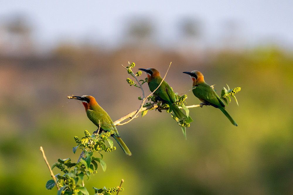 Three Notes In Nature’s Symphony Photography Art | Kevin Morris Photography USA