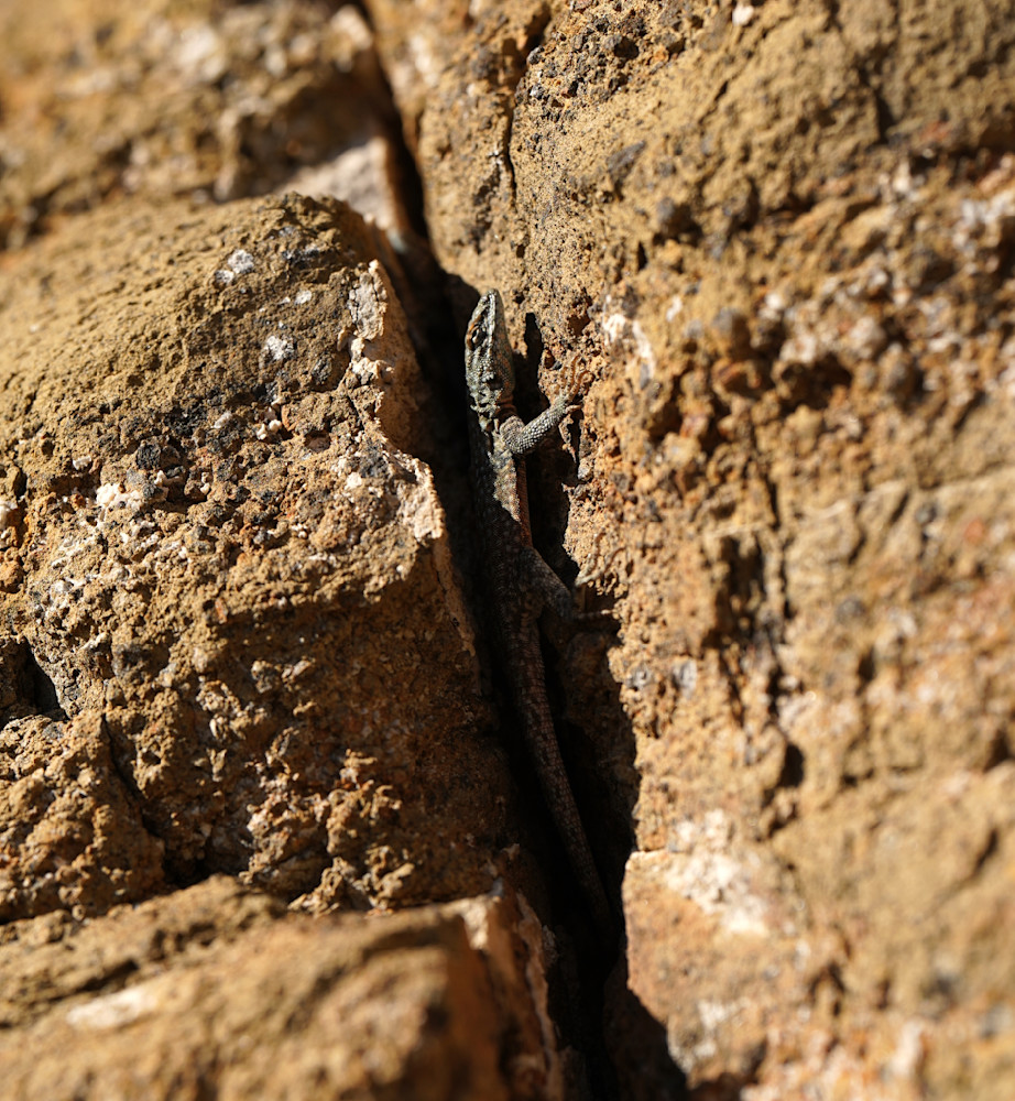 Lizard Hiding In The Rock Crevasse Photography Art | InYourBackyard