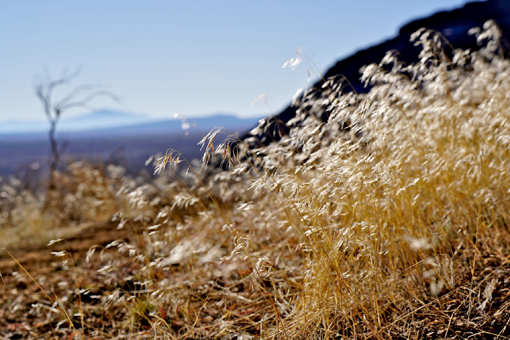 Golden Grasses Of Fort Rock Photography Art | InYourBackyard