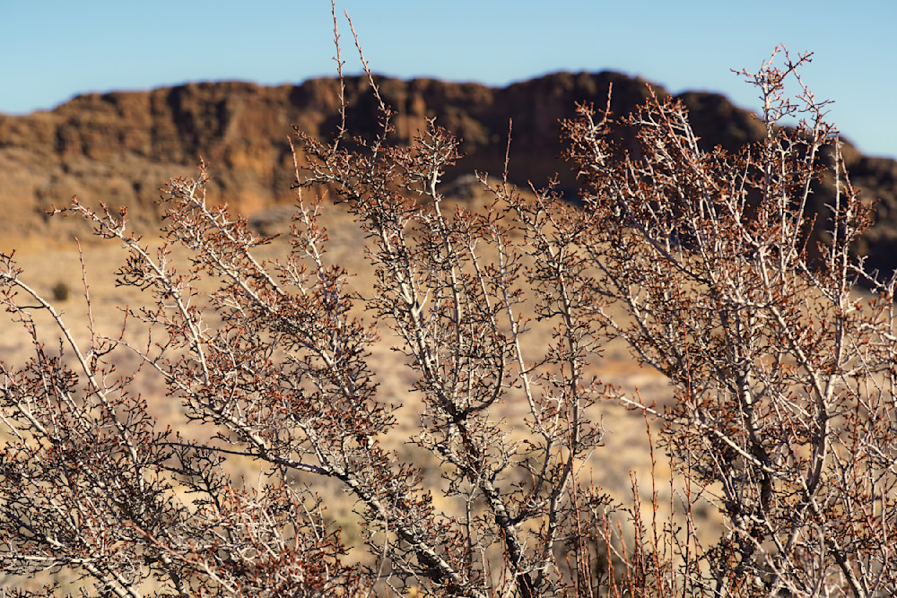 Mesquite Mistletoe Fort Rock Background Photography Art | InYourBackyard
