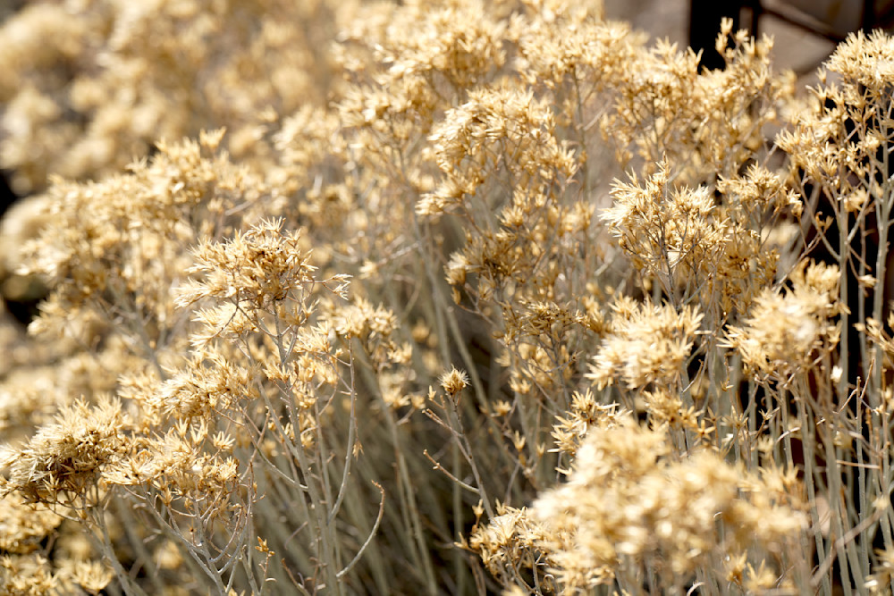 Rubber Rabbitbrush Photography Art | InYourBackyard