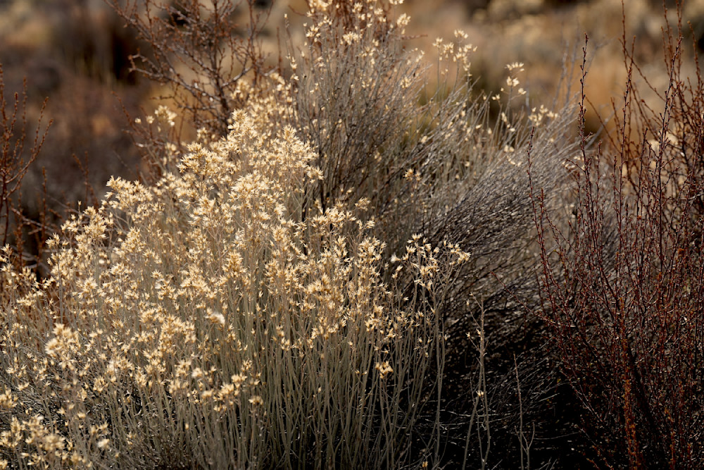 Desert Ground Cover Fort Rock Photography Art | InYourBackyard