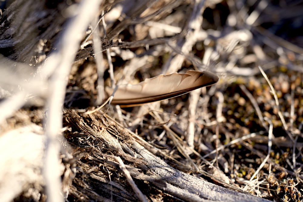 Feather In Groundcover Photography Art | InYourBackyard
