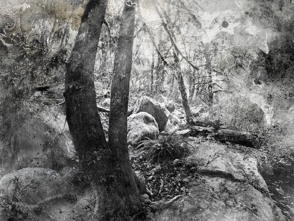 The Sanctuary – Black and White Forest Photography Wall Art
