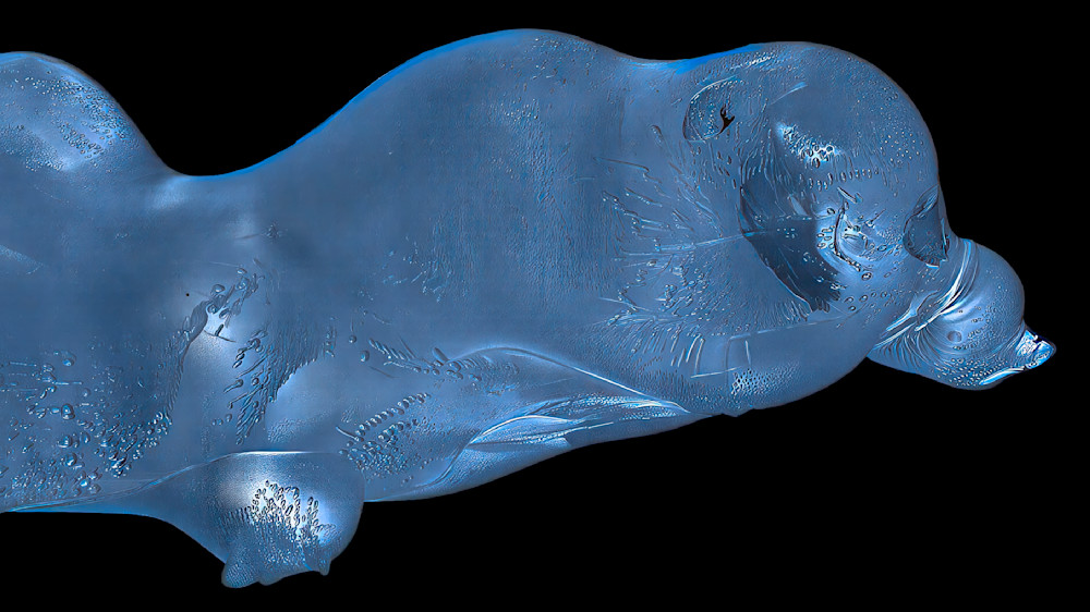 Blue Sea Lion – fine art nature photography