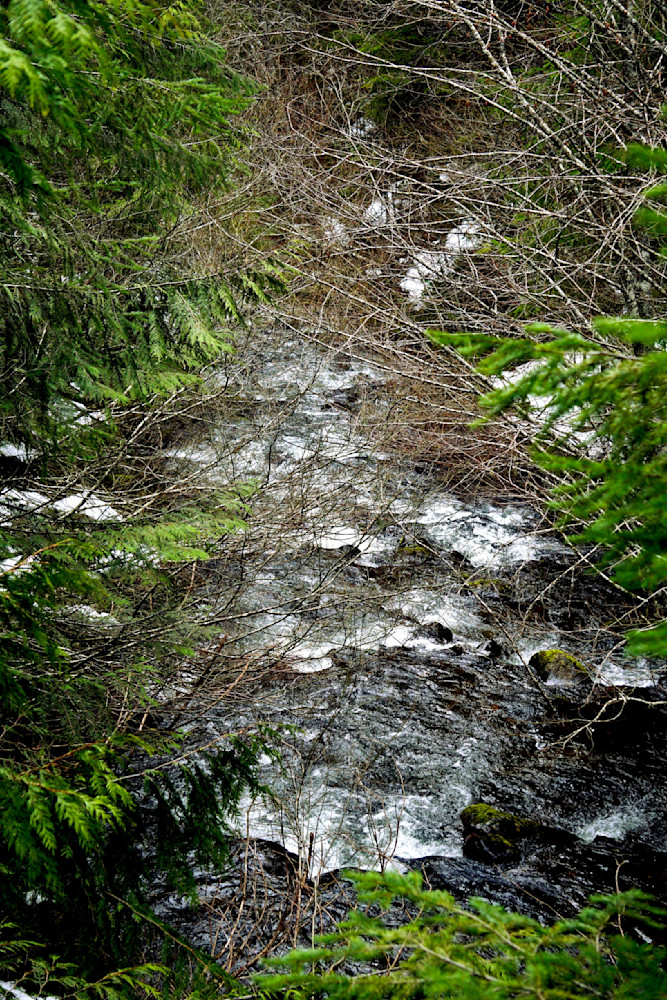 Emile Creek At Grotto Falls   Umpqua National Forest Photography Art | InYourBackyard