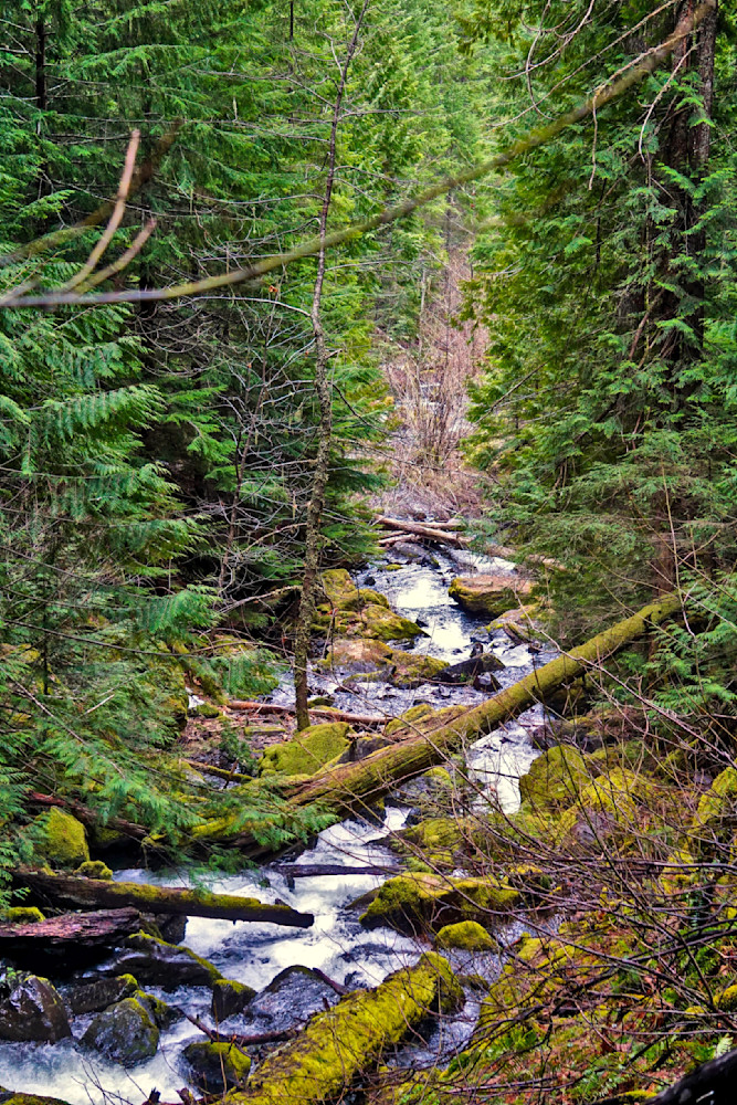 Emile Creek At Grotto Falls Photography Art | InYourBackyard