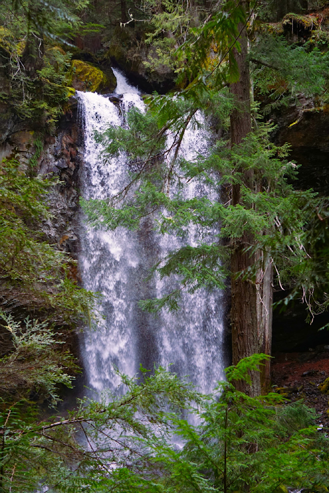 Grotto Falls Through The Trees   Umpqua National Forest Photography Art | InYourBackyard