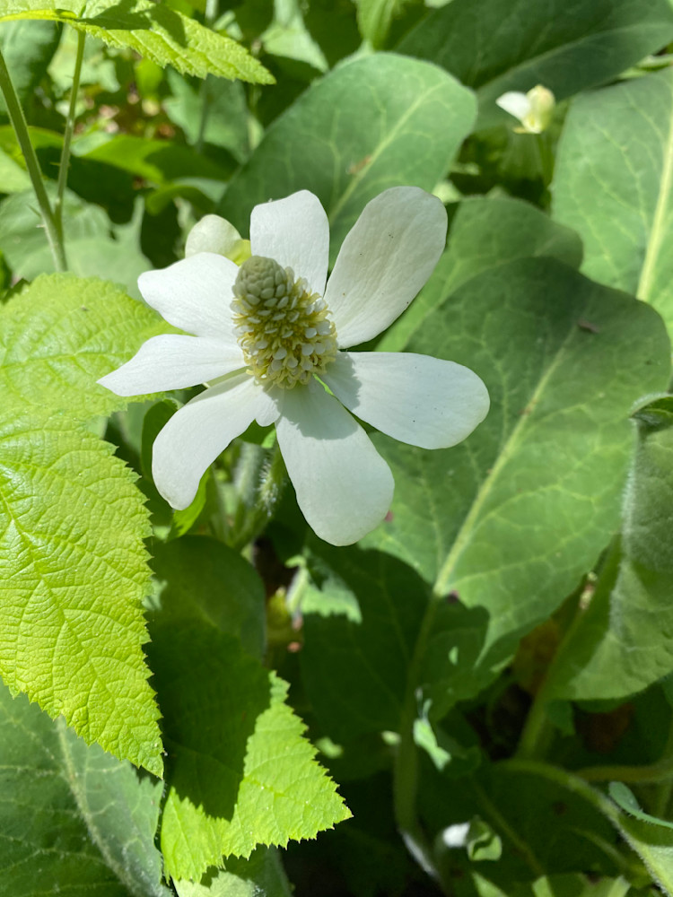 Simple Bloom Photography Art | Felton Fotography