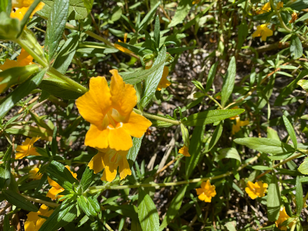 Sunny Blooms Photography Art | Felton Fotography