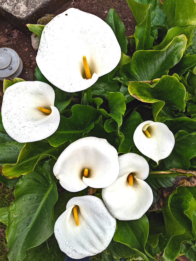 Calla Lilies On The Farm Photography Art | InYourBackyard