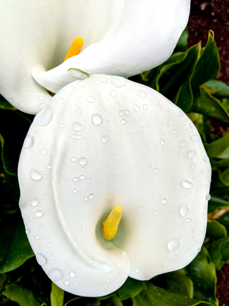 Calla Lilies Photography Art | InYourBackyard