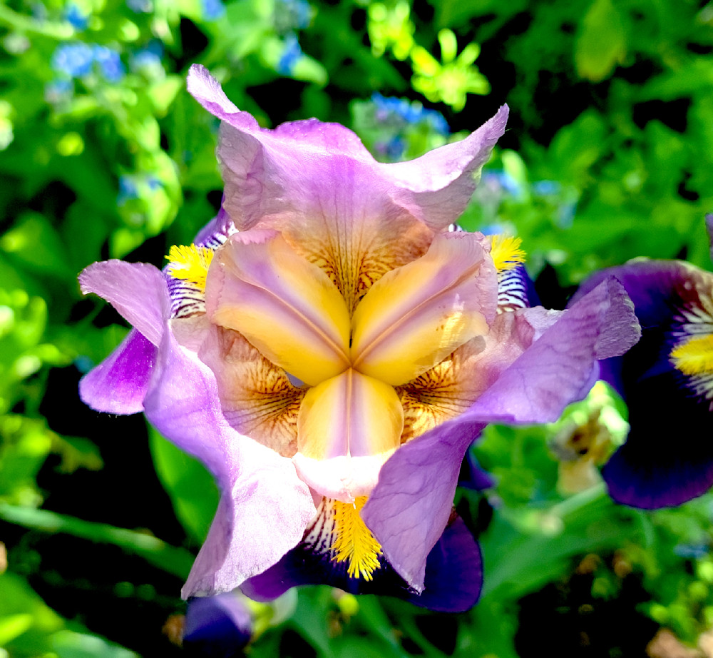 Bearded Iris Photography Art | InYourBackyard