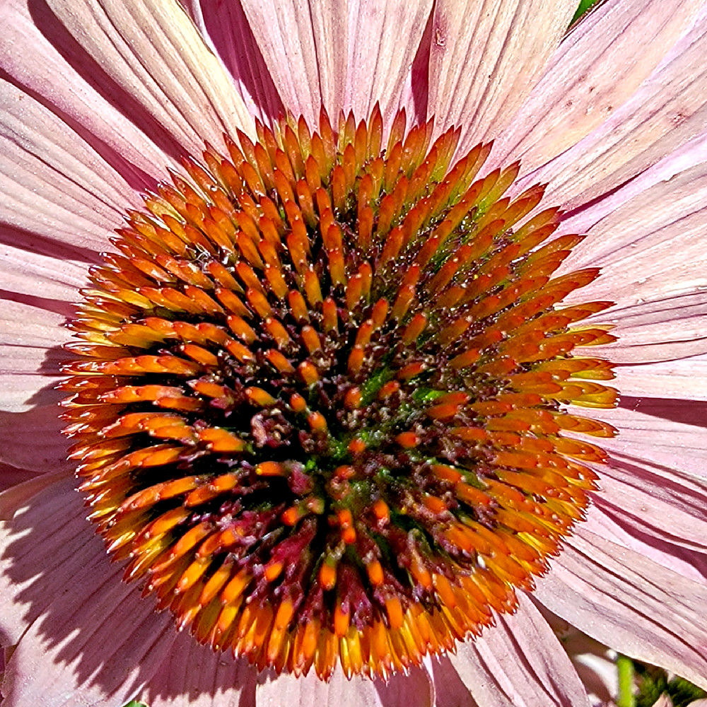 Cone Flower Photography Art | InYourBackyard