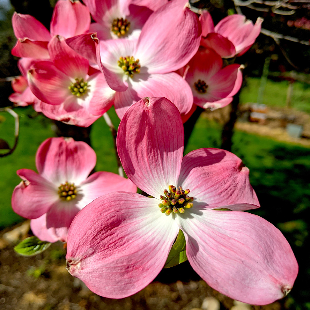 Flowering Dogwood Photography Art | InYourBackyard