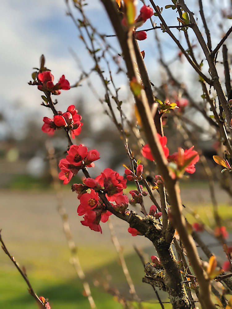 Flowering Quince In The Country Photography Art | InYourBackyard