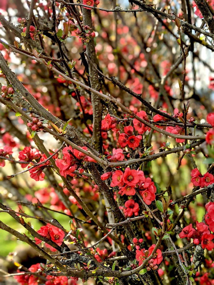 Flowering Quince Photography Art | InYourBackyard