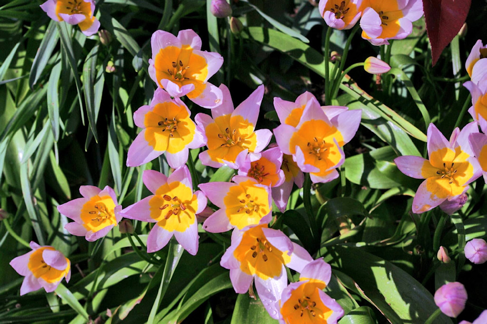 Lilac Wonder Tulips Photography Art | InYourBackyard