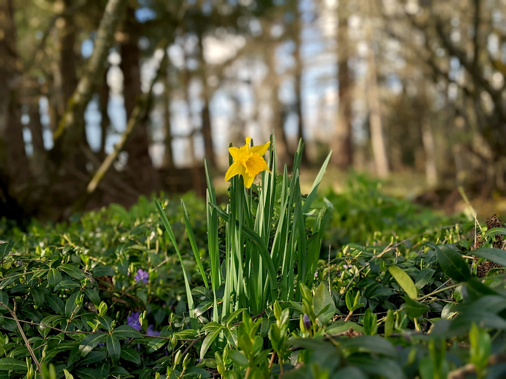 Lone Dafodil Photography Art | InYourBackyard