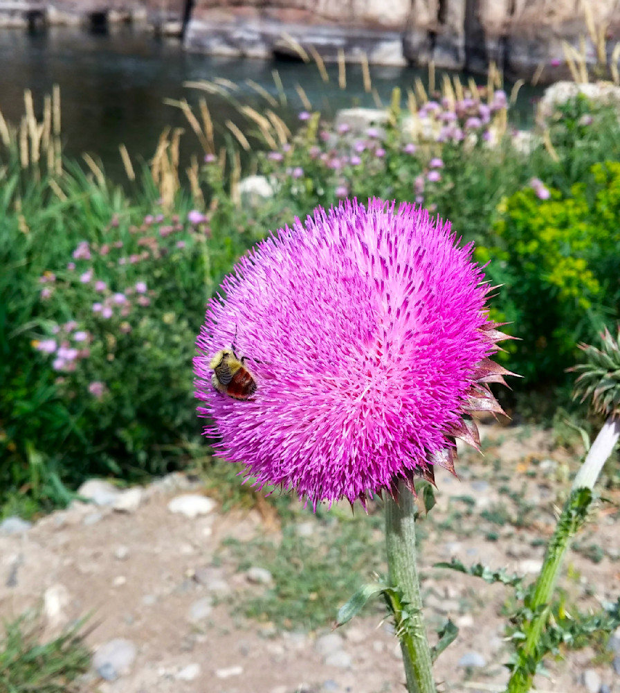 Milk Thistle Pollenation Photography Art | InYourBackyard
