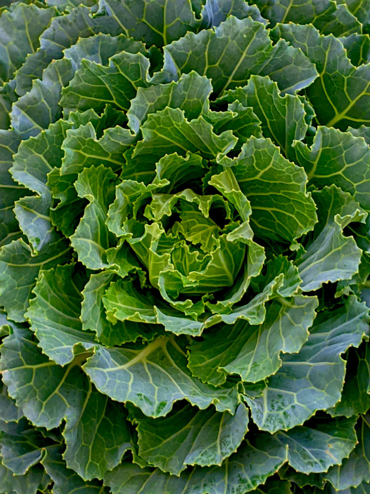 Ornamental Cabbage Photography Art | InYourBackyard