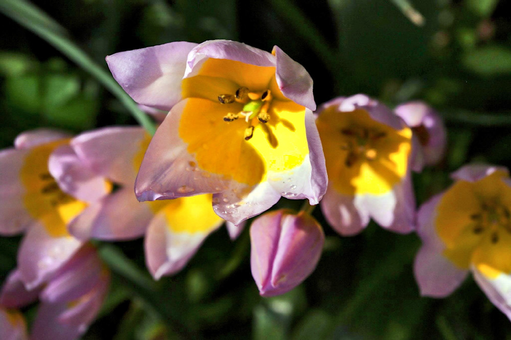 Wild Tulips Photography Art | InYourBackyard