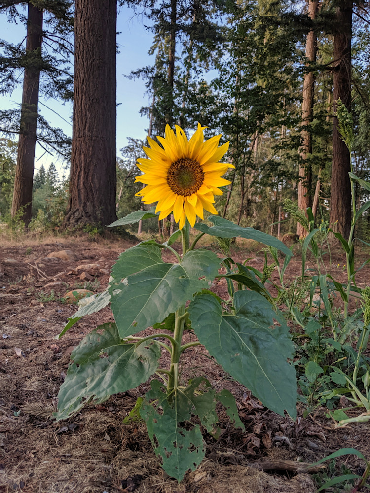 Wild Sunflower In The Forest Photography Art | InYourBackyard
