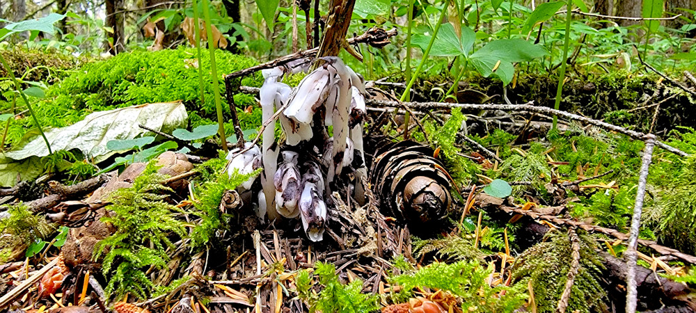 Rare Ghost Pipe Flowers In The Wallawas Photography Art | InYourBackyard