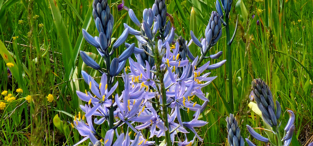 Wild Indian Hyacinth Camassia Photography Art | InYourBackyard