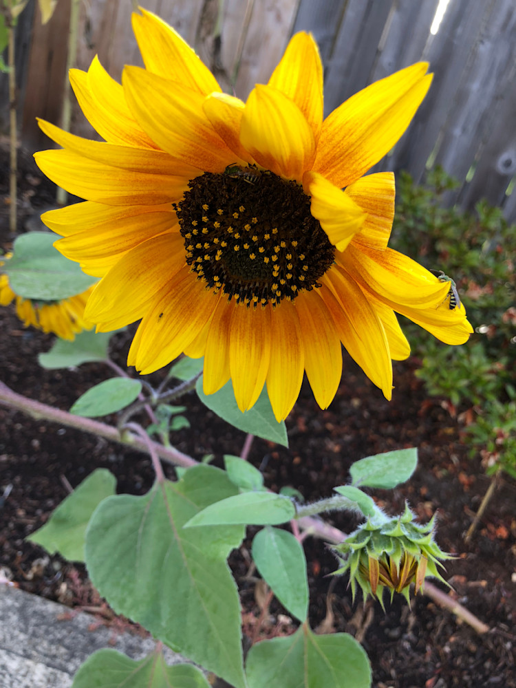 Sunflower Bee Life Photography Art | InYourBackyard