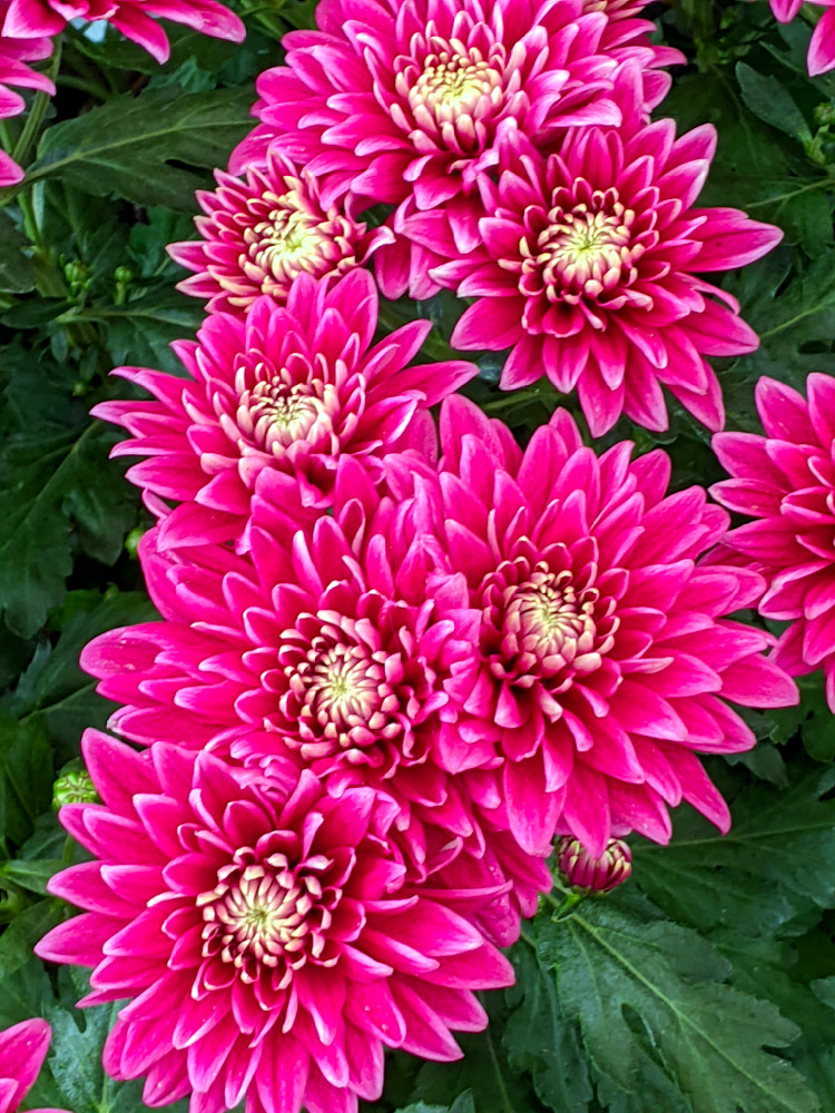 Vibrant Pink Hardy Chrysanthemums Photography Art | InYourBackyard