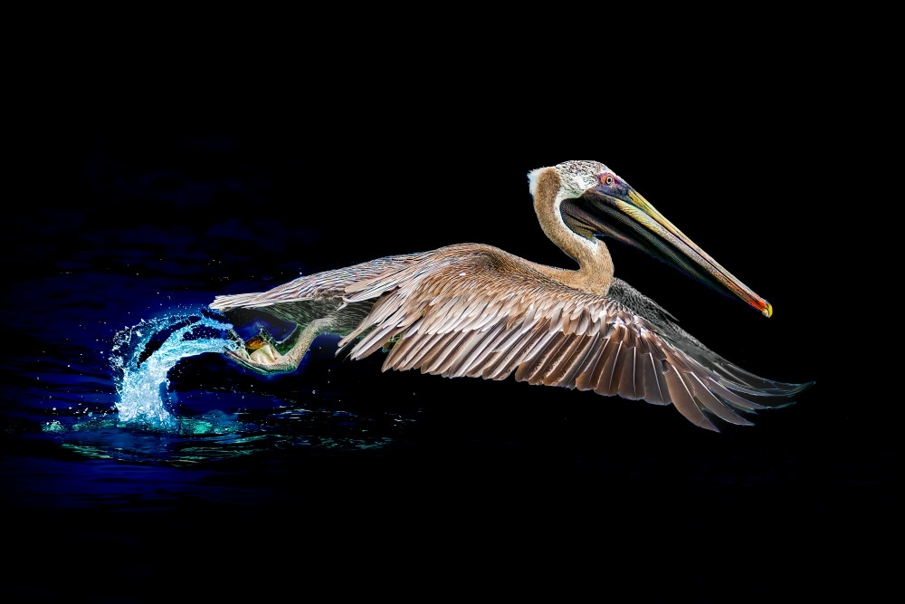 Brown Pelican | Dark Launch Photography Art | Spielman Photography