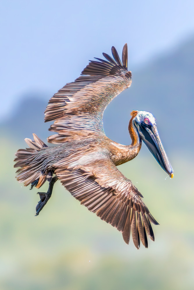 Brown Pelican | The Final Approach Photography Art | Spielman Photography