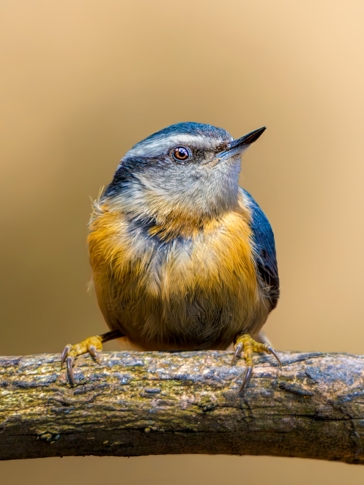 Red Breasted Nuthatch | Little Lookout Photography Art | Spielman Photography