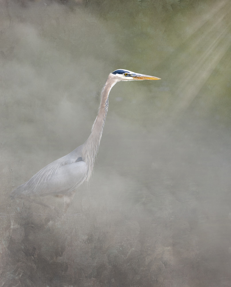 Shadowed Grace Among Mists Photography Art | Kevin Morris Photography USA