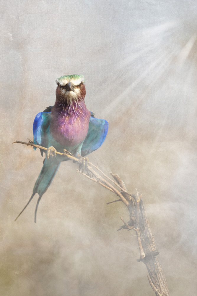 Fury In Plumage And Light Photography Art | Kevin Morris Photography USA