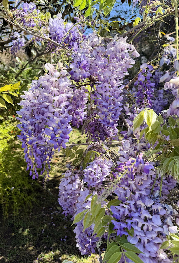 Lilac Delight Photography Art | Felton Fotography