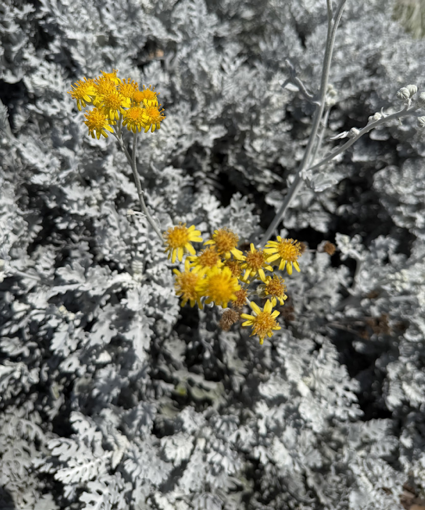 Golden Sprinkles Photography Art | Felton Fotography